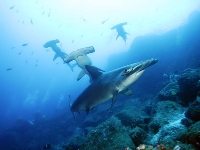 diving1